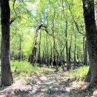 Riverhaven on St. Marys River images 4