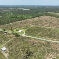 Tattnall County Timberland images 3
