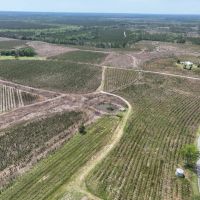 Tattnall County Timberland images 5