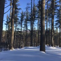 42 Wooded Acres Bordering Snowmobile Trail Malone NY images 3