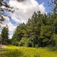 28 Acres T-1 Kelley Road images 3