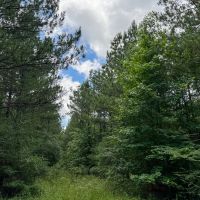 28 Acres T-1 Kelley Road images 5