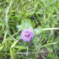 Slaughter Hill Rd - 33 acres - Guernsey County images 3