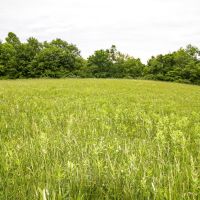 Slaughter Hill Rd - 33 acres - Guernsey County images 4