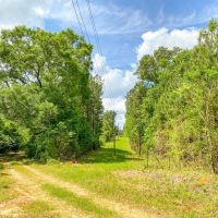 238 Acres Hunting Recreational Land for Sale Pike County MS images 3