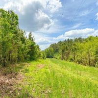 238 Acres Hunting Recreational Land for Sale Pike County MS images 4