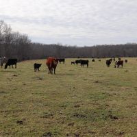 Beautiful Cattle Farm and More