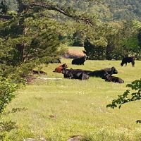 Wagon Wheel Ranch images 4