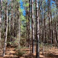22 Acres Paces Creek T3077-14 images 4