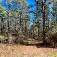 22 Acres Paces Creek T3077-14 images 5