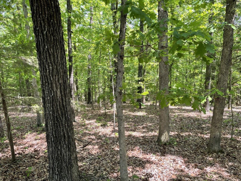 20 - Acres Mature Timber Evening Shade AR featured image