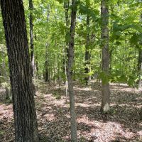 20 - Acres Mature Timber Evening Shade AR