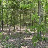 20 - Acres Mature Timber Evening Shade AR images 2