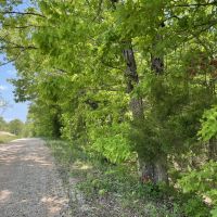 20 - Acres Mature Timber Evening Shade AR images 4