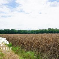 Trinity Road Farm images 2