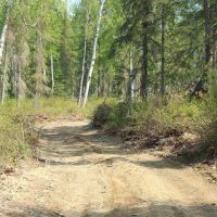 40 pristine off-grid acres with driveway and pad Nikiski images 2