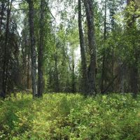 40 pristine off-grid acres with driveway and pad Nikiski images 4