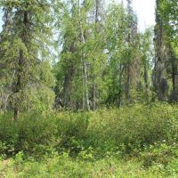 40 pristine off-grid acres with driveway and pad Nikiski images 5