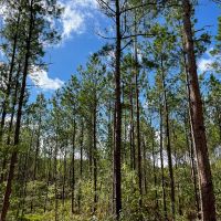 9 Acres T-3 Slim Palmer Rd. images 3