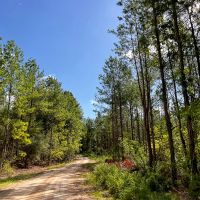 9 Acres T-3 Slim Palmer Rd. images 4