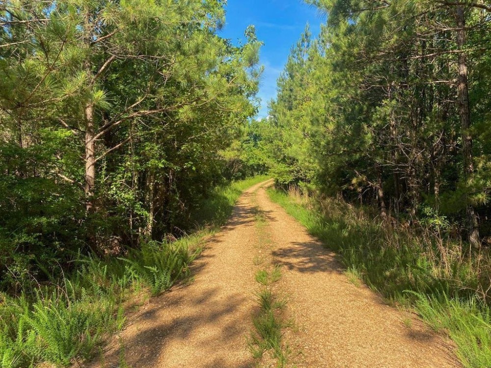 156 Acres Hunting Land for Sale in Wilkinson County MS featured image