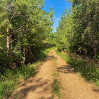156 Acres Hunting Land for Sale in Wilkinson County MS
