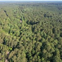 156 Acres Hunting Land for Sale in Wilkinson County MS images 2