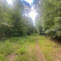 156 Acres Hunting Land for Sale in Wilkinson County MS images 3