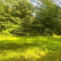 156 Acres Hunting Land for Sale in Wilkinson County MS images 4