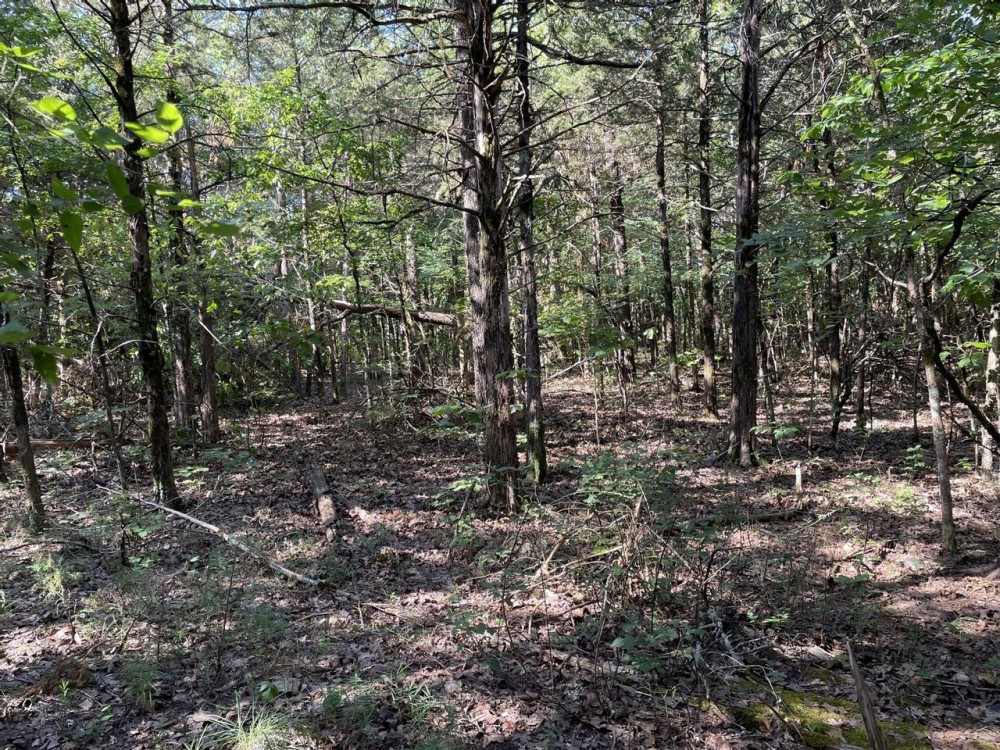 18 - Acres Great building sites Sharp Co Ash Flat AR featured image