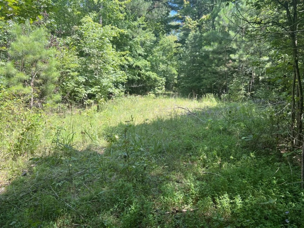 159 Acres of Hunting Land for Sale featured image