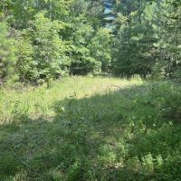 159 Acres of Hunting Land for Sale