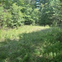 159 Acres of Hunting Land for Sale images 2