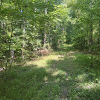 159 Acres of Hunting Land for Sale images 3