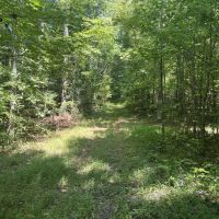 159 Acres of Hunting Land for Sale images 4