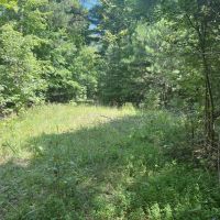 159 Acres of Hunting Land for Sale images 5