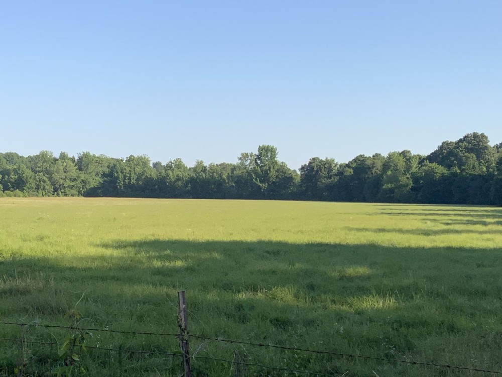80 - Acres with Sorghum Wheat Base Tillable Clay Co Rector AR featured image
