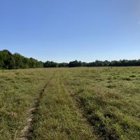 80 - Acres with Sorghum Wheat Base Tillable Clay Co Rector AR images 4