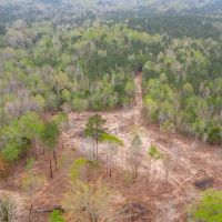 95 Acres Land for Sale Lincoln Parish LA images 4