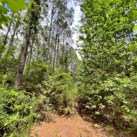 10 Acres T-14B Hickman Rd. images 3