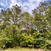 10 Acres T-14B Hickman Rd. images 4