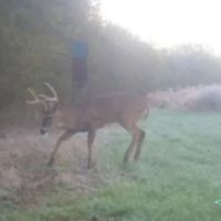 48 ac - CRP Income Hunting with Home Site Potential images 4