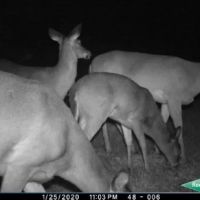 48 ac - CRP Income Hunting with Home Site Potential images 5