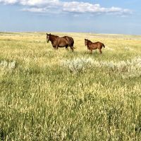 EF Ranch images 2