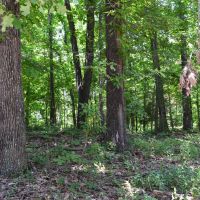 19.75 Acres - just minutes from the Buffalo National River Great place for a Cabin images 2