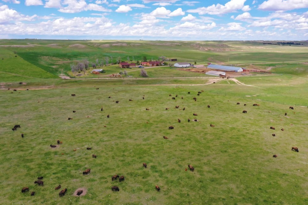 Rocky Hollow Buffalo Company featured image