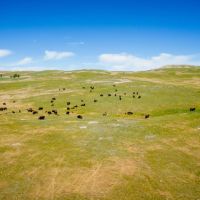 Rocky Hollow Buffalo Company images 2