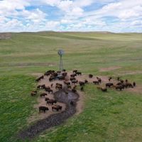 Rocky Hollow Buffalo Company images 3