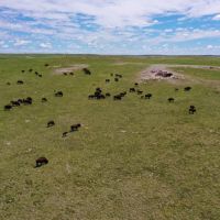 Rocky Hollow Buffalo Company images 4