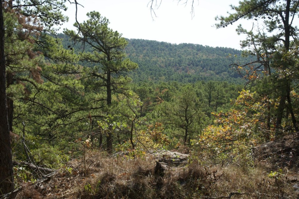 Buck Creek Recreational Hunting Ranch Moyers Pushmataha County OK 517 AC featured image